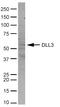 Delta-like protein 3 antibody, AAM81, Bio-Rad (formerly AbD Serotec) , Western Blot image 
