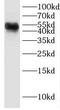 DEK Proto-Oncogene antibody, FNab02329, FineTest, Western Blot image 