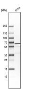 VPS33B Interacting Protein, Apical-Basolateral Polarity Regulator, Spe-39 Homolog antibody, PA5-51969, Invitrogen Antibodies, Western Blot image 