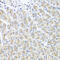 Metaxin 1 antibody, 23-275, ProSci, Immunohistochemistry frozen image 