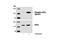 Eukaryotic translation initiation factor 2 subunit 1 antibody, 9722S, Cell Signaling Technology, Western Blot image 