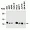 Barrier-to-autointegration factor antibody, NBP1-76751, Novus Biologicals, Western Blot image 