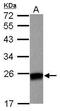 Derlin-3 antibody, PA5-31956, Invitrogen Antibodies, Western Blot image 
