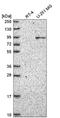 ATR-interacting protein antibody, NBP2-55702, Novus Biologicals, Western Blot image 