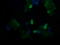 TAP Binding Protein Like antibody, LS-C174401, Lifespan Biosciences, Immunofluorescence image 