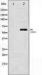 Glutamate Ionotropic Receptor AMPA Type Subunit 1 antibody, orb106440, Biorbyt, Western Blot image 