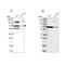 Homeobox And Leucine Zipper Encoding antibody, PA5-57608, Invitrogen Antibodies, Western Blot image 