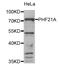 PHD finger protein 21A antibody, LS-C334645, Lifespan Biosciences, Western Blot image 