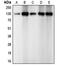 Cadherin 2 antibody, LS-C351973, Lifespan Biosciences, Western Blot image 