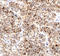 Bcl-2-interacting killer antibody, AF5474, R&D Systems, Immunohistochemistry frozen image 