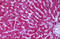 Serine/threonine-protein phosphatase 2A 65 kDa regulatory subunit A alpha isoform antibody, MBS245991, MyBioSource, Immunohistochemistry frozen image 