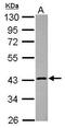Calreticulin-3 antibody, GTX119406, GeneTex, Western Blot image 