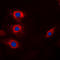 Cyclin B1 antibody, abx133068, Abbexa, Western Blot image 