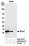 60S ribosomal protein L27 antibody, A305-035A, Bethyl Labs, Immunoprecipitation image 
