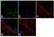 Peroxiredoxin 6 antibody, LF-MA0018, Invitrogen Antibodies, Immunofluorescence image 