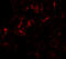 Growth Differentiation Factor 1 antibody, 7093, ProSci, Immunofluorescence image 