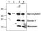 C-Type Lectin Domain Containing 7A antibody, TA318995, Origene, Western Blot image 