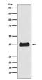 FST antibody, M00972, Boster Biological Technology, Western Blot image 
