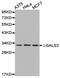 C-C Motif Chemokine Ligand 25 antibody, LS-C192820, Lifespan Biosciences, Western Blot image 