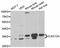 CLEC12A antibody, LS-C334585, Lifespan Biosciences, Western Blot image 