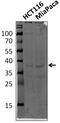 Heterogeneous nuclear ribonucleoprotein D-like antibody, PA5-41799, Invitrogen Antibodies, Western Blot image 