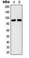 Cadherin 15 antibody, orb216055, Biorbyt, Western Blot image 