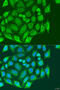 Metaxin 1 antibody, 23-275, ProSci, Immunofluorescence image 