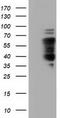 NUMB Endocytic Adaptor Protein antibody, CF501518, Origene, Western Blot image 
