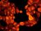 Keratin 17 antibody, ab109725, Abcam, Immunocytochemistry image 