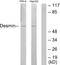 Desmin antibody, LS-C118023, Lifespan Biosciences, Western Blot image 