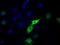 Leukotriene A(4) hydrolase antibody, LS-B10264, Lifespan Biosciences, Immunofluorescence image 