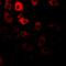 Importin 5 antibody, orb378139, Biorbyt, Immunofluorescence image 
