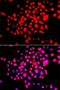 Serine/threonine-protein kinase 19 antibody, orb373643, Biorbyt, Immunofluorescence image 