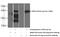 Stearoyl-CoA Desaturase antibody, 23393-1-AP, Proteintech Group, Western Blot image 
