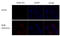 Influenza virus antibody, GTX128543, GeneTex, Immunocytochemistry image 