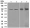 Rap Guanine Nucleotide Exchange Factor 3 antibody, ab109415, Abcam, Western Blot image 