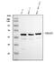 SMAD2 antibody, PA1898, Boster Biological Technology, Western Blot image 