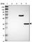 Quinolinate Phosphoribosyltransferase antibody, HPA011887, Atlas Antibodies, Western Blot image 