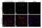 Lysosomal Associated Membrane Protein 1 antibody, MA5-18121, Invitrogen Antibodies, Immunofluorescence image 