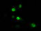 Inhibitor Of DNA Binding 3, HLH Protein antibody, TA500757, Origene, Immunofluorescence image 