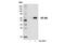 HA tag antibody, 14031S, Cell Signaling Technology, Western Blot image 