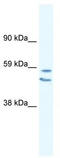 Early Growth Response 2 antibody, TA330111, Origene, Western Blot image 