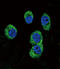 MOK Protein Kinase antibody, LS-C162421, Lifespan Biosciences, Immunofluorescence image 