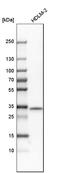 Syntaxin 11 antibody, HPA007992, Atlas Antibodies, Western Blot image 