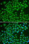 RAB4A, Member RAS Oncogene Family antibody, 15-056, ProSci, Immunofluorescence image 