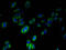 Formyl Peptide Receptor 2 antibody, A59154-100, Epigentek, Immunofluorescence image 