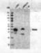 Protein Wnt-3a antibody, MBS600946, MyBioSource, Western Blot image 