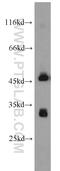 Decaprenyl Diphosphate Synthase Subunit 2 antibody, 13544-1-AP, Proteintech Group, Western Blot image 