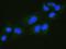 RalA Binding Protein 1 antibody, A01403-1, Boster Biological Technology, Immunofluorescence image 
