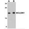 CLDN1 antibody, TA306786, Origene, Western Blot image 